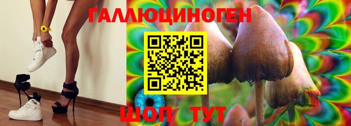 Галлюциногенные грибы Psilocybine cubensis Москва